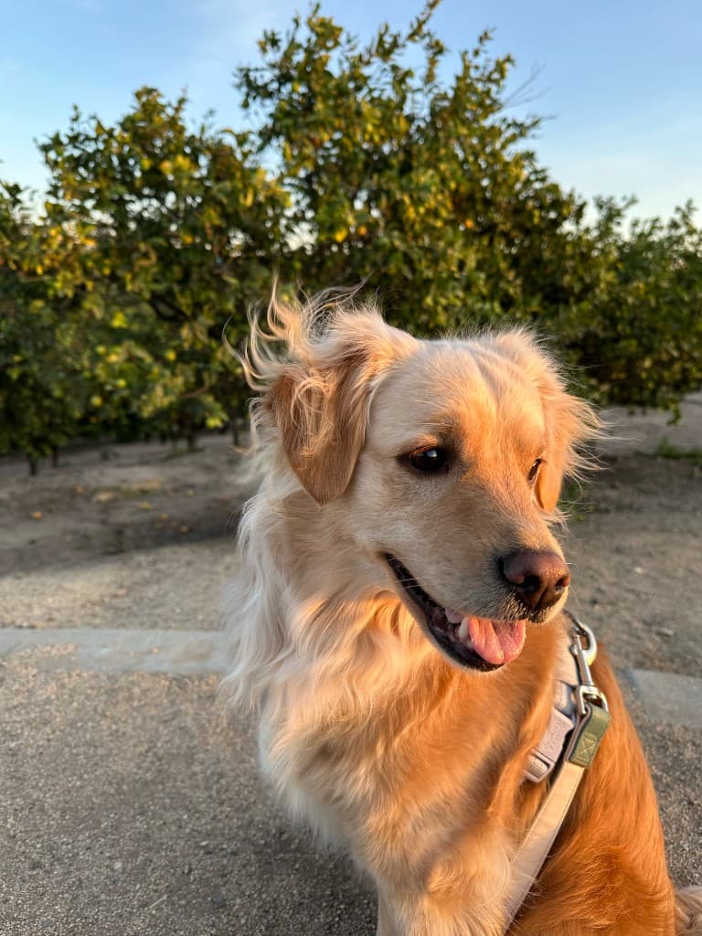 Paisley at golden hour